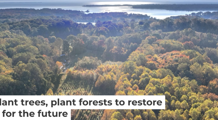 A long-running experiment is testing tree mixes to develop the healthiest forests. Mickey Pullen/Smithsonian Environmental Research Center